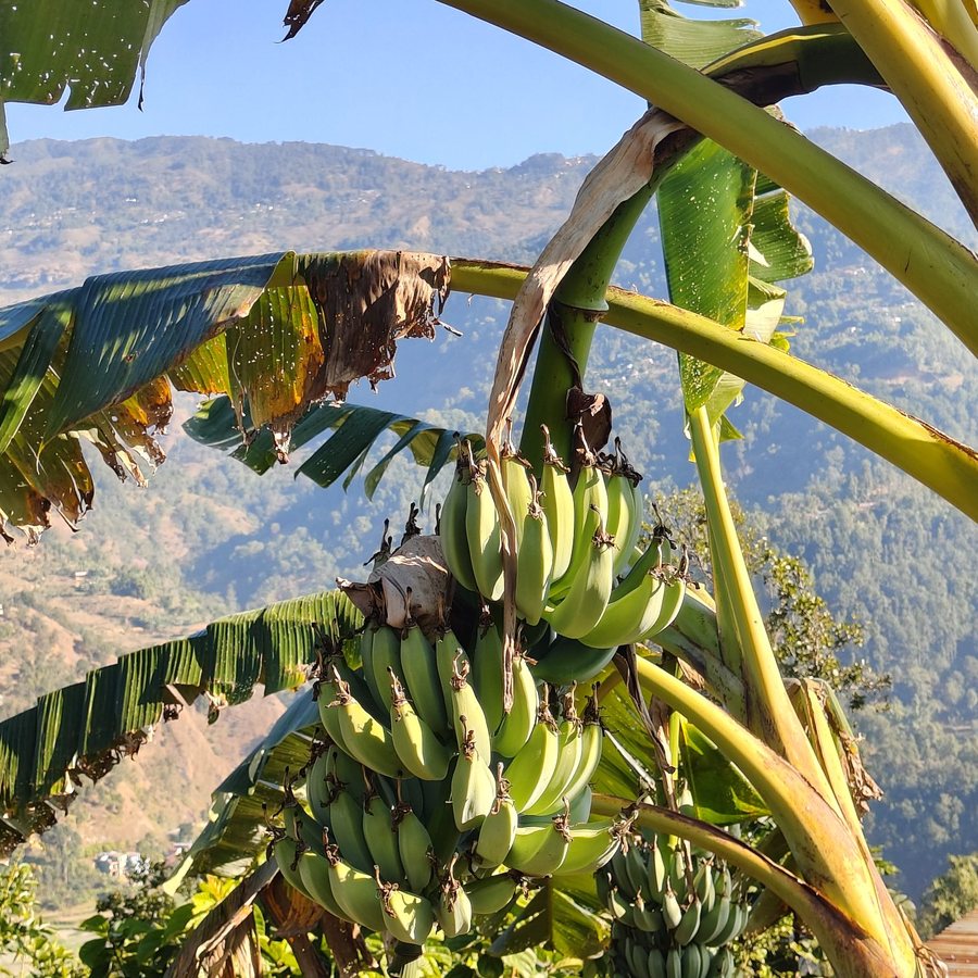Organic Bananas, 2 lb Bunch