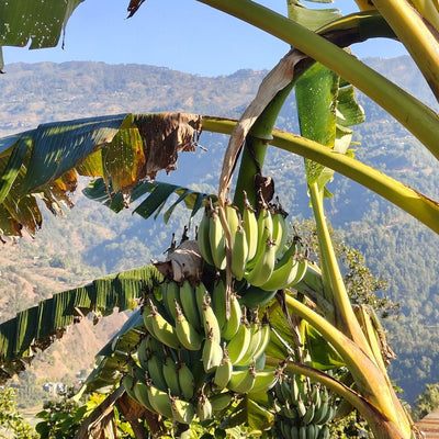 Organic Bananas, 2 lb Bunch