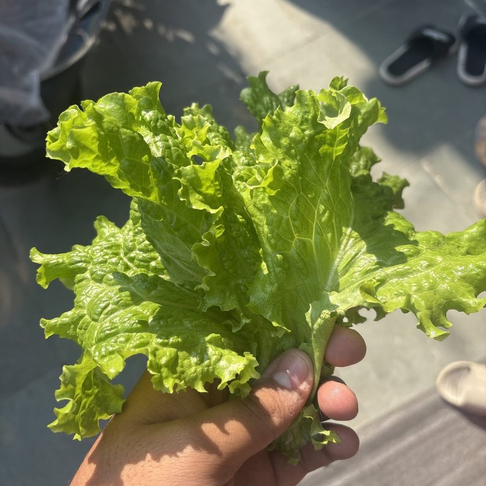 Green Leaf Lettuce, 1 ct